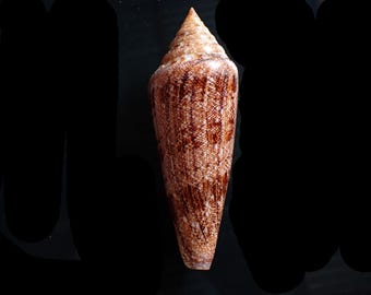 Sea shell - Conus gloriamaris 125-m.m.(5-inches big size)  f+++