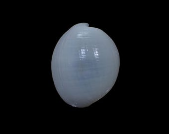 Sea shell -  Atys naucum - 49mm