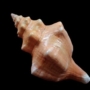 Puede incluir: Una concha marina grande, en forma de espiral, con una superficie lisa y brillante. La concha presenta una mezcla de colores melocotón y crema, con detalles blancos en los bordes. La concha se encuentra sobre un fondo negro sólido.