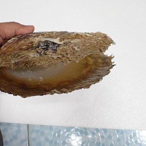 Könnte beinhalten: Eine offene Austernschale mit einem perlmuttartigen Innenraum. Die Schale wird in einer Hand gehalten und zeigt ihr raues, strukturiertes Äußeres in Braun- und Beigetönen. Das Innere hat ein glattes, cremiges Aussehen.