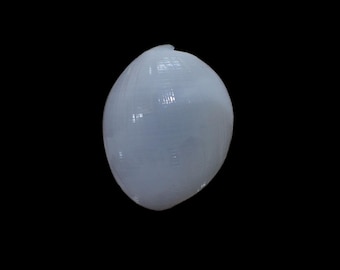 Sea shell -  Atys naucum - 48mm