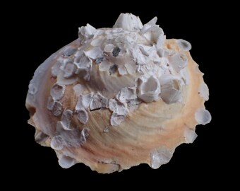 Sea Shell - Stellaria Chinensis - 90mm