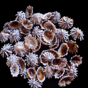 May include: A collection of small, intricately patterned seashells in shades of brown, tan, and white, arranged against a stark black background. The shells have a radial design and varying textures, creating a natural, organic aesthetic.