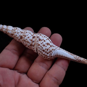 Op de afbeelding: Een lange, slanke zeeschelp met een witte basis en bruine vlekken. De schelp wordt in een hand gehouden tegen een zwarte achtergrond. De schelp loopt taps toe in een punt.