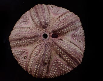 Sea Urchin Coelopleurus Exquisitus 28 Mm - Rare Marine Specimen