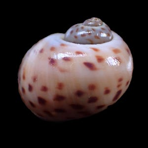 Sea Shell - Naticarius onca ( China moonsnail ) 21mm - NICE COLOR GOOD for Collection!