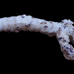 Puede incluir: Un espécimen de esponja marina tubular de color blanco con una textura superficial porosa e irregular. La estructura presenta numerosas inclusiones circulares pequeñas de color marrón oscuro a negro incrustadas a lo largo, con una abertura hueca.
