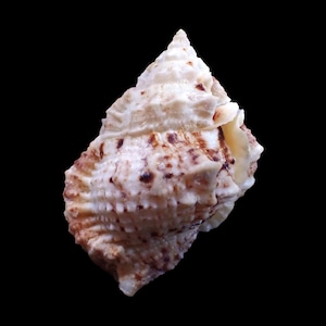 Puede incluir: Una concha de mar blanca y marrón con forma de espiral y una superficie texturizada.