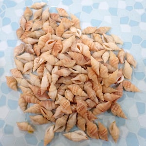 Puede incluir: Un conjunto de pequeñas conchas de color beige con patrones en espiral. Las conchas están dispersas sobre una superficie de baldosas azul claro y blanco, creando una estética natural y playera. Las conchas varían en tamaño y forma.