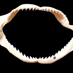 Marine life - Shark jaw :( Bull Shark - 16 cm.)