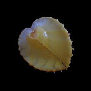 Op de afbeelding: Een close-up van een gele zeeschelp met een hartvorm, tegen een zwarte achtergrond. De schelp heeft een glad, glanzend interieur en een getextureerde, stekelige rand. De schelp is ongeveer 10 cm breed.