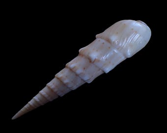 Sea shell - oxymeris crenulata - 79mm