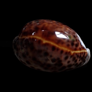 Puede incluir: Una concha marina marrón brillante con manchas oscuras y una franja amarilla-naranja. La concha tiene una superficie lisa y pulida y está sobre un fondo negro. La forma de la concha es ovalada y redondeada, con una apariencia natural y orgánica.