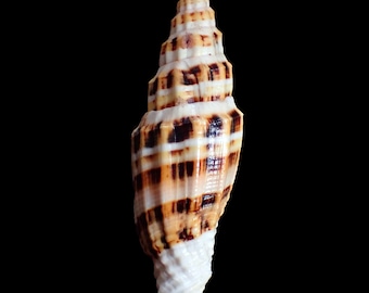 Sea shell - Vexillum albofulvum - 60mm