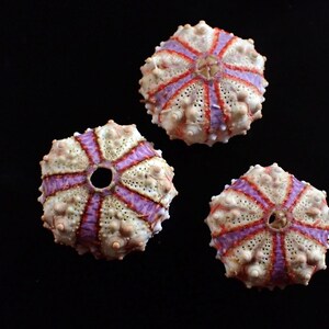 Marine life -  Sea Urchin - 16-20mm - NICE COLOR!!!!!! (3 PCS)