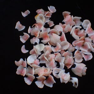 Marine Life - chiton  valves- 6-9mm (100 pcs.)