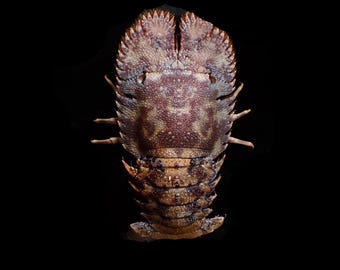 Marine life - Thenus orientalis, 187mm