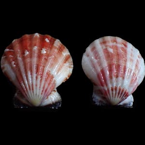 May include: Two scallop shells featuring a fan-shaped design with prominent radial ridges. The shells display a color palette of creamy white and reddish-brown stripes that radiate from the hinge toward the scalloped outer edge of the shell.
