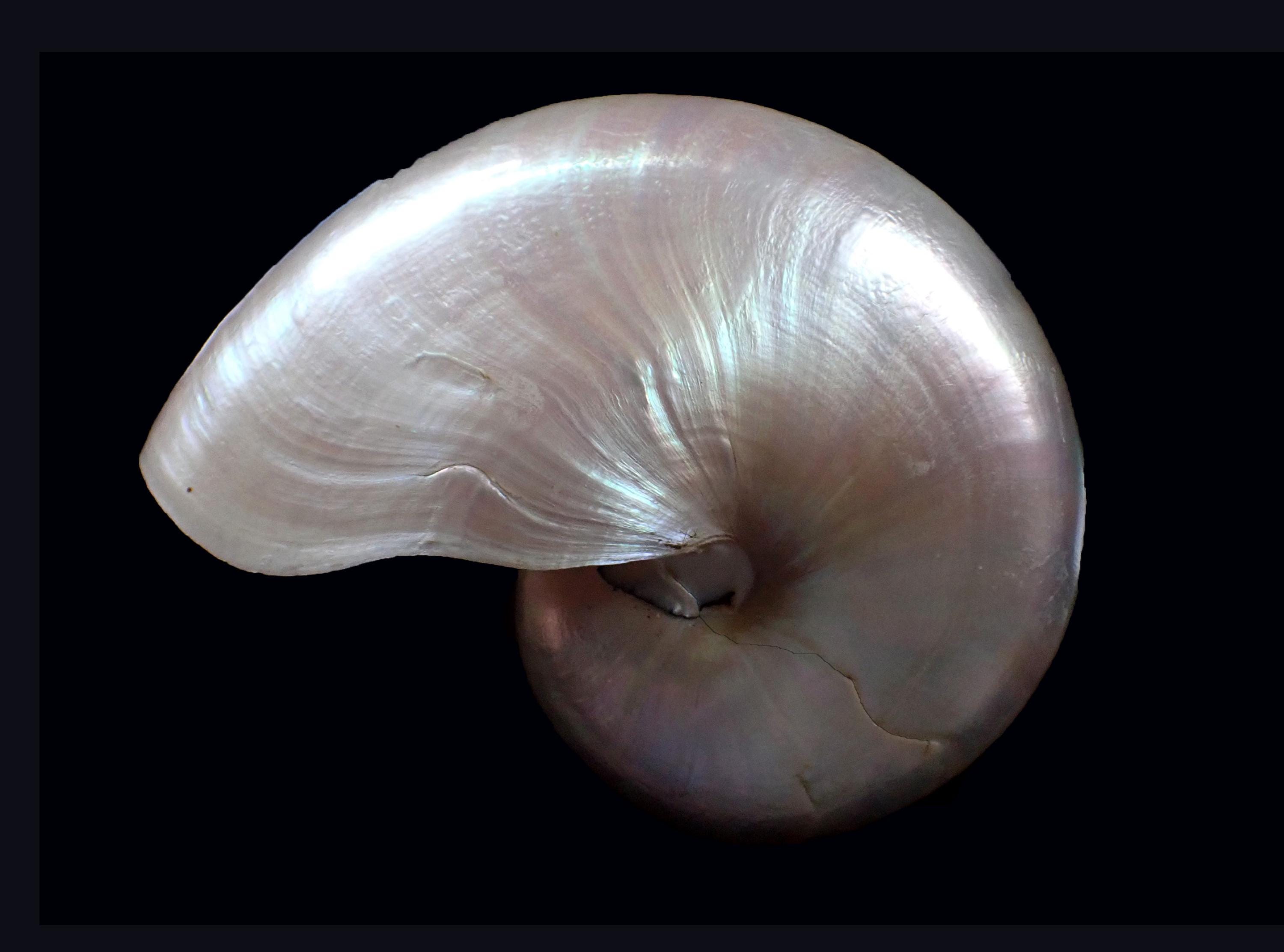 骨格　標本　貝殻　オウムガイ　古生物　ノーチラス 骨格 標本 貝殻 オウムガイ 古生物 ノーチラス インテリア小物
