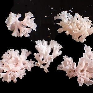 Marine life - White- pink solace- 45-78mm (5 PCS)
