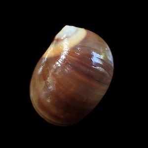 May include: A polished, brown seashell with a glossy surface. The shell has a smooth texture and a natural, organic shape. The colours range from light tan to deep brown, with subtle variations in tone. The shell is a natural product.
