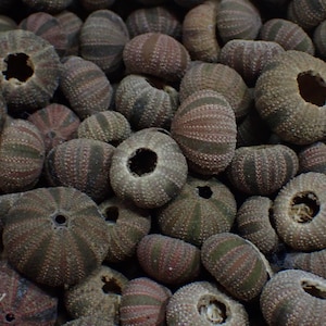 Puede incluir: Una colección de conchas de erizo de mar secas. Las conchas son de varios tamaños y formas, con una mezcla de tonos marrones, verdes y rojizos. Cada concha tiene un agujero central y una textura acanalada.