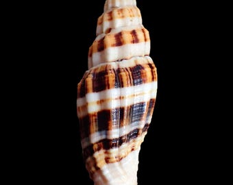 Sea shell - Vexillum albofulvum - 54mm