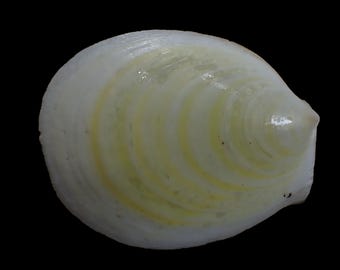 Sea shell- Acestra  Rathbuni - 161mm