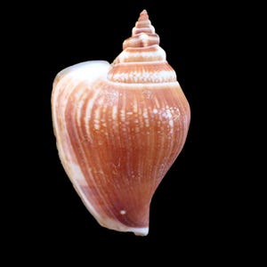 Puede incluir: Una concha con forma de espiral y una parte superior puntiaguda. La concha es de color marrón claro con rayas marrones más oscuras y un interior blanco. La concha está sobre un fondo negro.