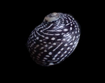 Sea shell - Vitta virginea - 28mm