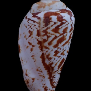 Pode incluir: Uma concha branca com marcas marrons. A concha é lisa e tem uma ponta pontiaguda. É uma concha em forma de cone com um padrão em espiral.