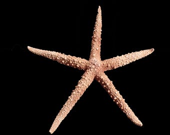 Marine life - Sea star - 155mm