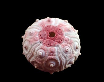 ウニ Coelopleurus exquisitus 28 mm - 希少海洋標本 - 珍品