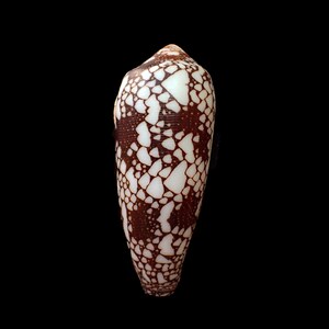 May include: A cone-shaped seashell with a brown and white pattern against a black background. The shell's surface is covered in irregular brown patches and white spaces, creating a unique mosaic design. The shell tapers to a point at the top.