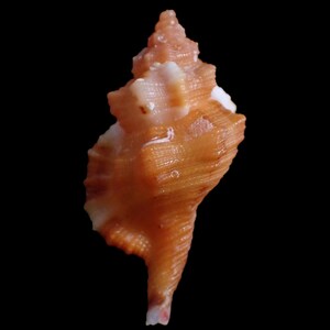 May include: A spiraled seashell with a pointed apex and a flared outer lip. The shell features a textured surface with ridges and grooves, displaying a gradient of orange and tan hues with small patches of white near the top and along the edge.