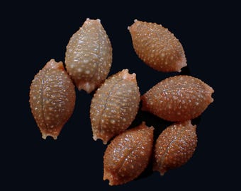 Sea shell-  Nucleolaria nucleus - 17-23mm (7 pcs.)