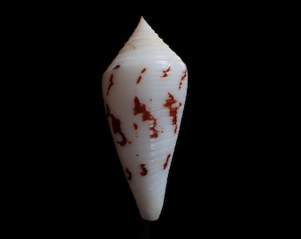 Sea shell -  Conus pergrandis  - 76mm - RARE!!