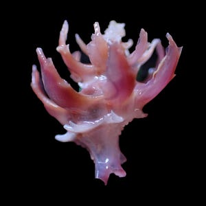 Sea Shell - Babelomurex cristatus (Cristate Latiaxis) 15mm - RARE and BEAUTIFUL SPINE!