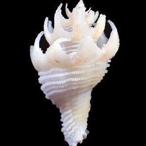 Sea Shell - Babelomurex japonicus (Japanese latiaxis) 33mm - RARE and BEAUTIFUL SPINES!