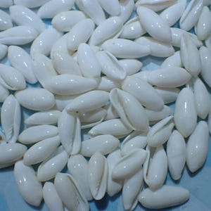 Sea Shell - philppinarium hyalina 100-pcs 12-14-m,m,