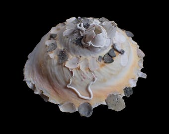 Sea Shell - Stellaria Chinensis - 76mm