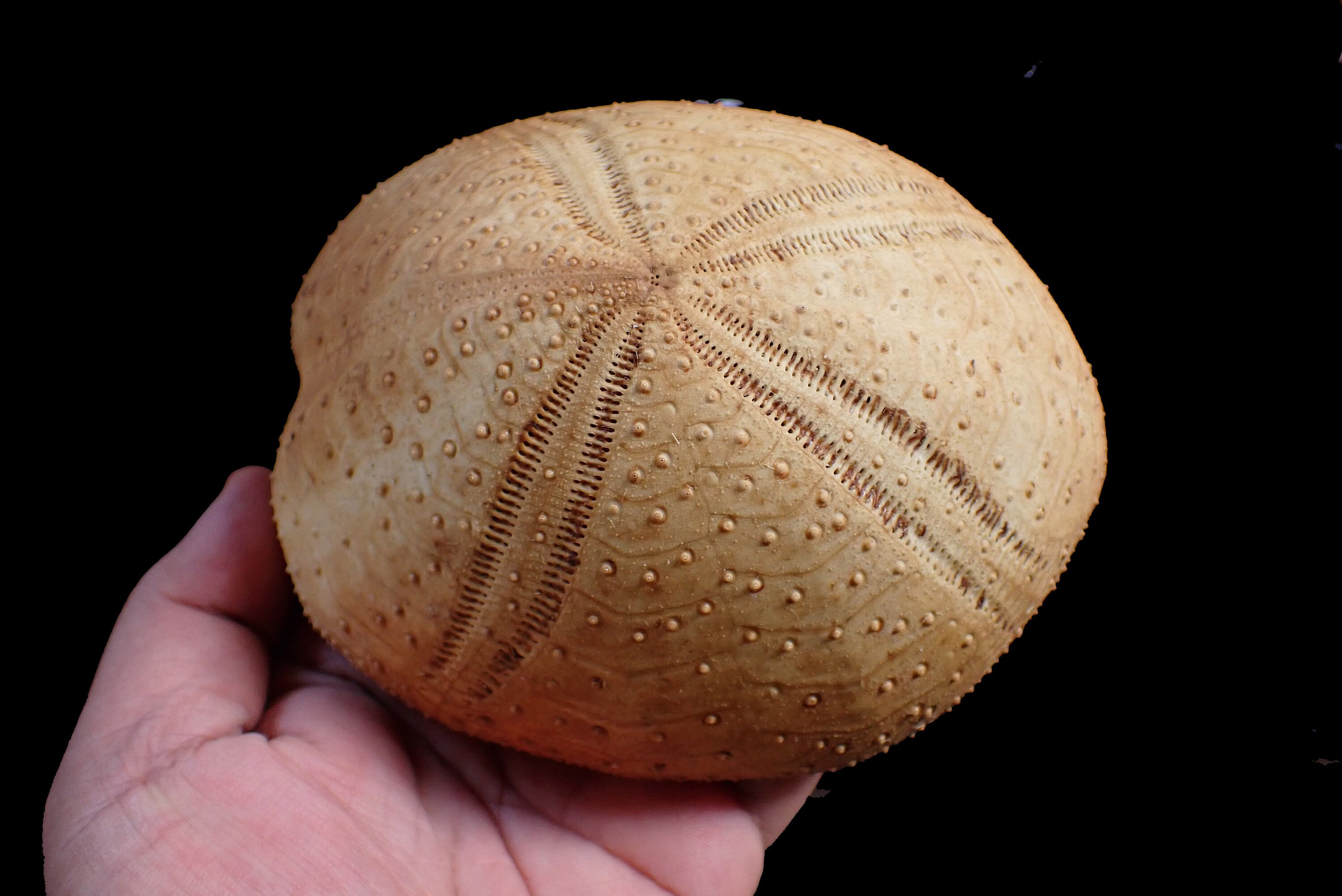 Scientists Reveal: Oxygen'S Impact On Sea Urchin Reproduction! - epq2ab8
