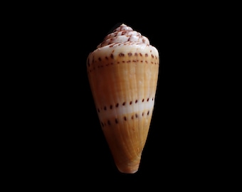 Sea shell - Conus mustelinus - 86mm - FREAK!!