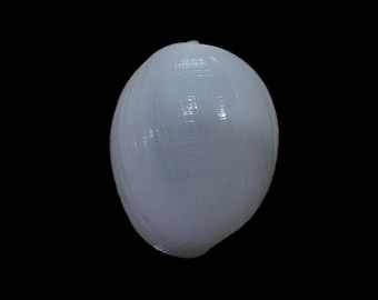 Sea shell -  Atys naucum - 48mm