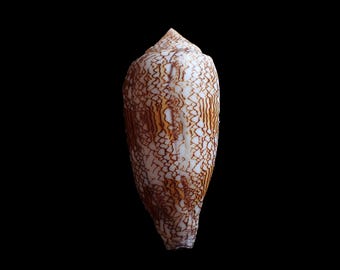 Sea shell - Conus textile -  117 mm
