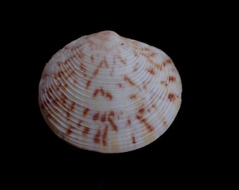 Sea shell - Megapitaria maculata - 48mm