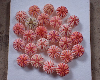 Marine life - Sea urchin 39-41 26-pcs