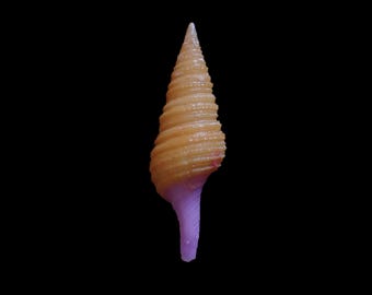Sea shell -  Gemmula lisajoni - 34mm