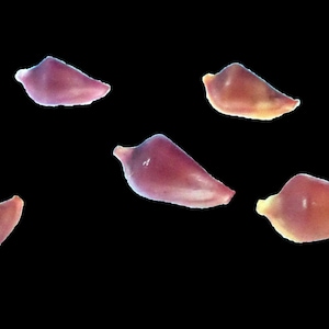 Op de afbeelding: Vijf kleine, gladde, traanvormige schelpen met een glanzende afwerking. De schelpen vertonen een kleurverloop van dieppaars en magenta tot lichtere roze en crèmetinten, elk met een puntig uiteinde en een gebogen, afgerond lichaam.