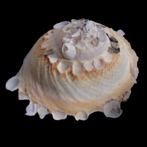 May include: A conical seashell with a textured surface featuring spiral ridges and a cream-colored base. The shell is adorned with numerous small, flat, white, and grey circular shell fragments attached to its exterior, creating a layered appearance.